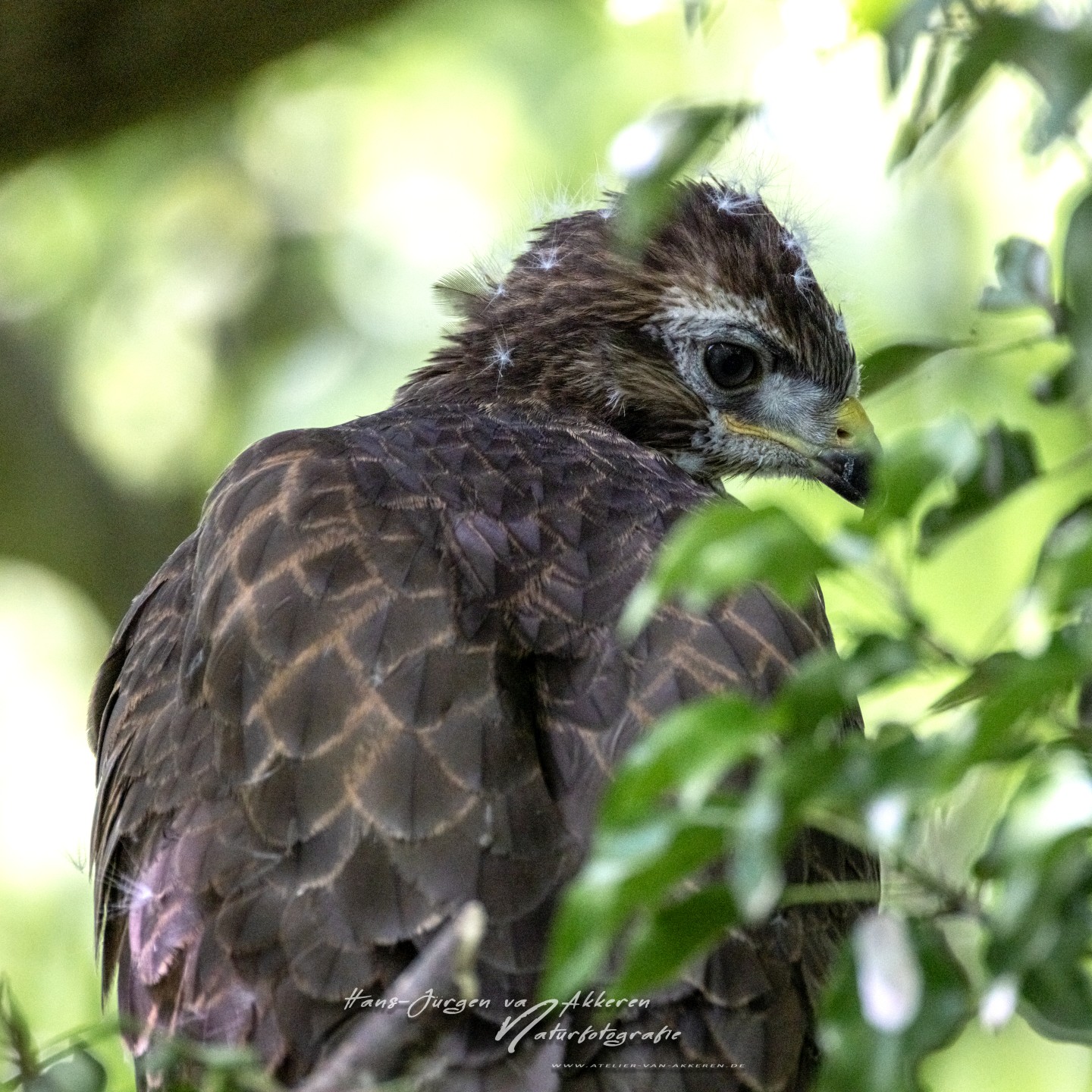 309A9717 Mausebussard Jungvogel